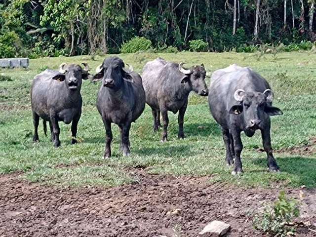 Fazenda à venda na Balsa, Centro, Natividade da Serra, 240 m2 por R$ 5.000.000