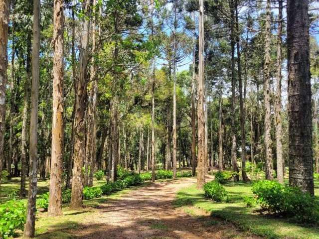 Chácara / sítio com 3 quartos à venda na Estrada Geral do Salto, 57, Lageado, Campo Alegre por R$ 2.750.000