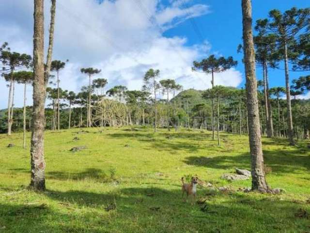 Chácara / sítio com 3 quartos à venda na Sc 418, 55, Centro, Campo Alegre por R$ 5.800.000