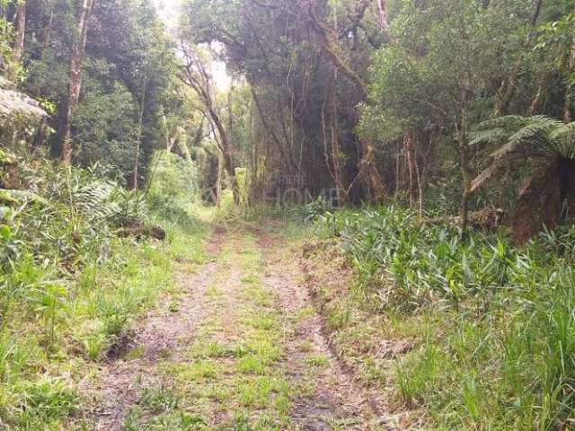 Chácara / sítio com 1 quarto à venda na Avenquinha, 90, Zona Rural, Campo Alegre por R$ 2.174.000