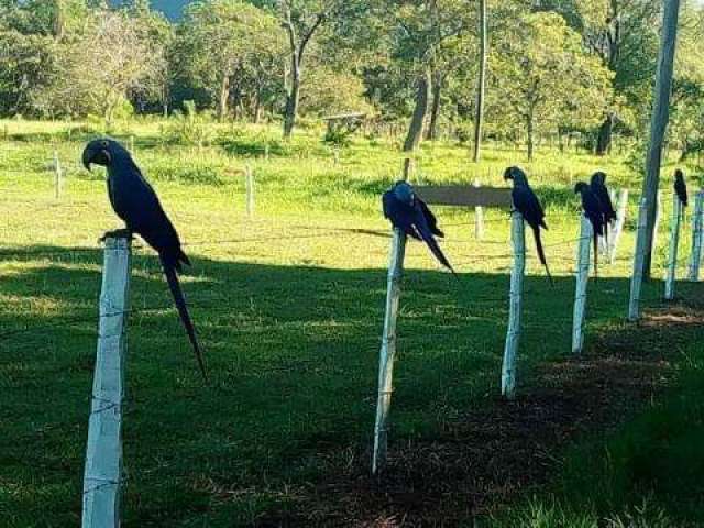 Fazenda em palmeiras rica em água