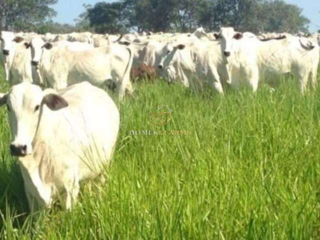 Fazenda a Venda no Município de Poconé.  Mato Grosso