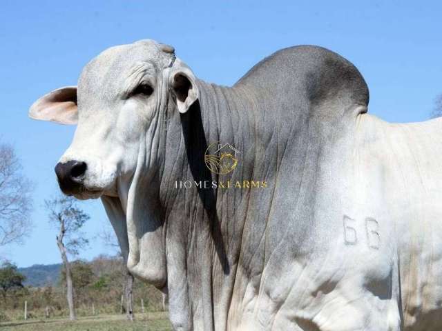 Belíssima Fazenda Bodoquena a venda no MS