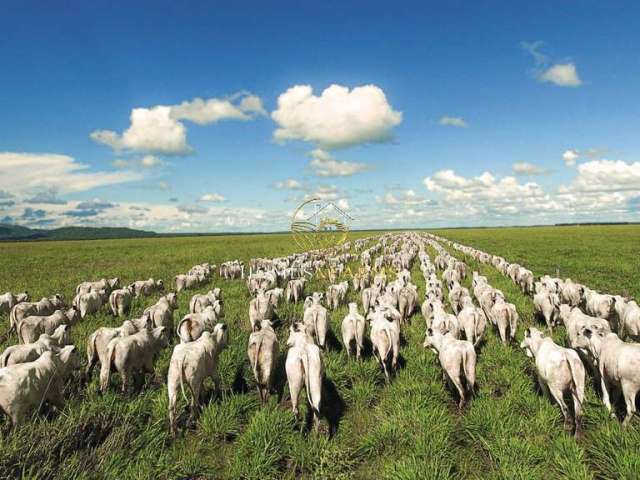 Fazenda agropecuária estado de goiás região aruanã.