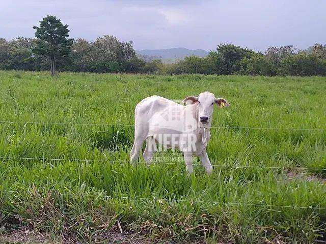 Fazenda com 2 dormitórios à venda, 166980 m² por R$ 1.910.000,00 - Mato Alto - Silva Jardim/RJ