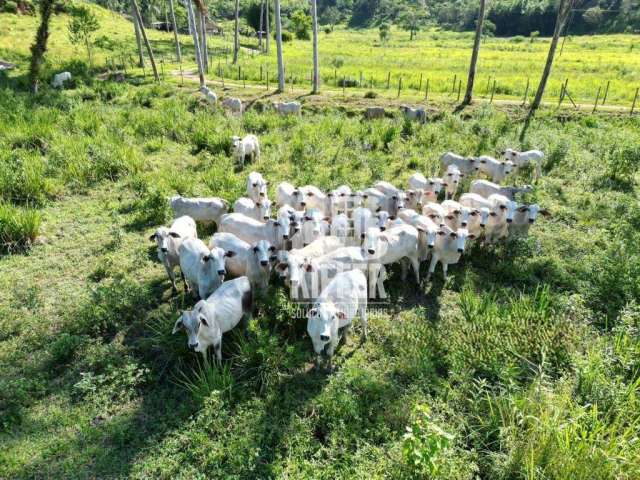 Fazenda com 3 à venda, 580000 m² por R$ 2.200.000 - Reginópolis - Silva Jardim/RJ