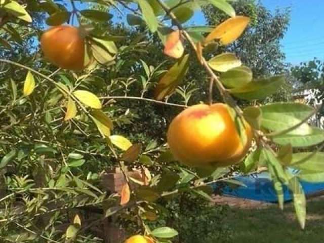 Casa  em Condominio fechado ,  ( Pomar da lagoa )   quiosque com piscina , redario , com muitas variedades de árvores frutiferas cercado e gramado .  casa em cima  medindo 5,5 x 8,00 de madeira nobre,