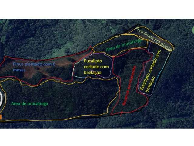 17 Alqueires Terra Pinus e Eucalipto em Campo Largo