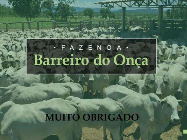 Fazenda barreiro do onça - tocantins