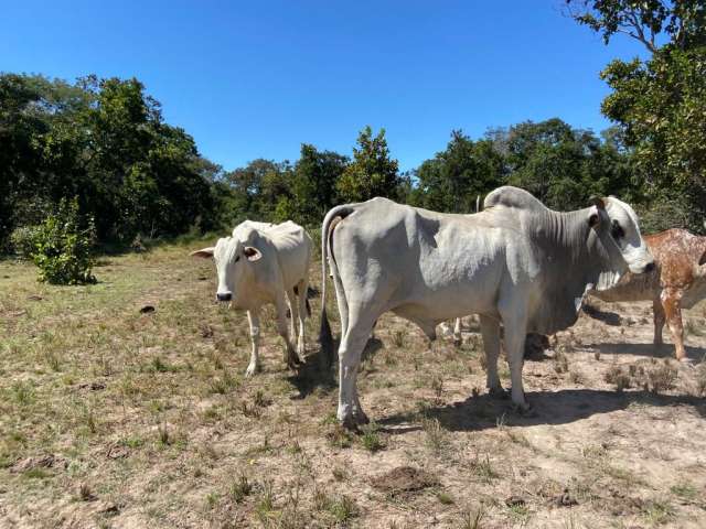 Fazenda à venda 325 hectares - 170ha na Humidicula