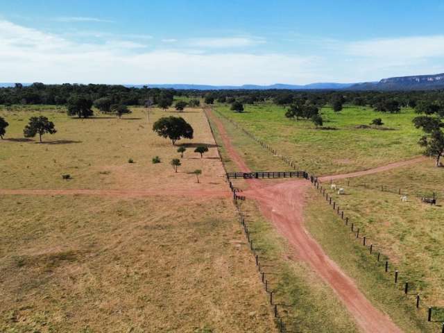 Fazenda 600 Hectares - 350ha Formados