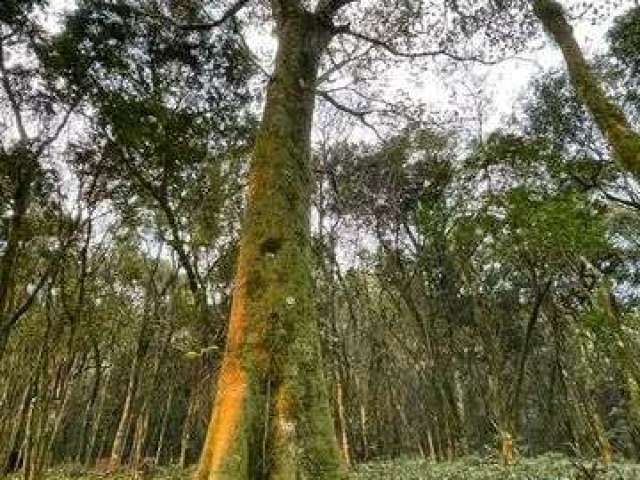 Excelente lote de terras vila olinda em nova petropolis-rs