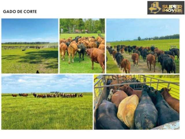 Excepcional Estância no Uruguay. Fazenda de 2.500 hectares