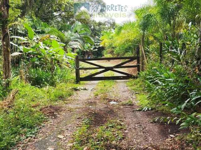 Fazenda Cabloca - 30mil pés de pupunha.