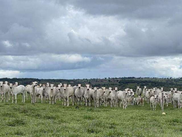 Esplêndida Fazenda em Mineiros-Go!