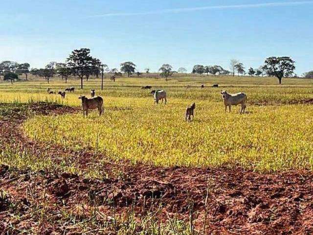 Excelente fazenda em Uberlândia: oportunidade única!