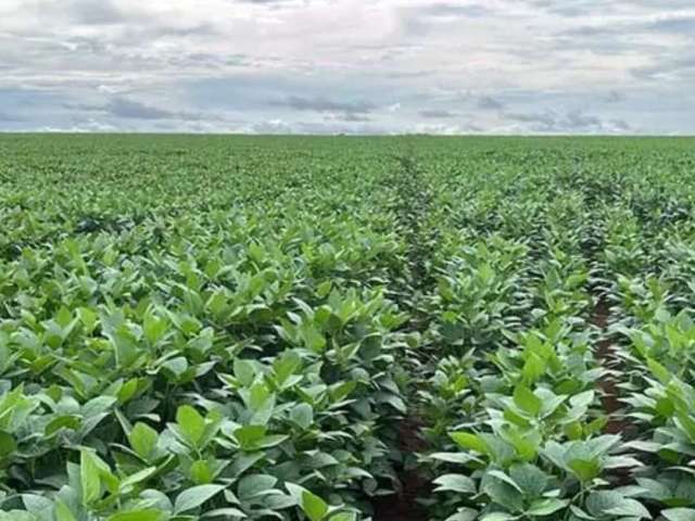 Fazenda á venda em Pedro Afonso-TO!