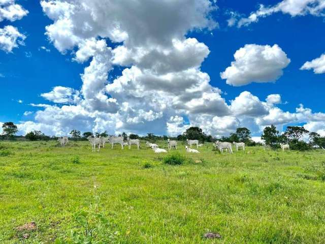 Oportunidade Única: Fazenda de 1.300 Hectares Entre Arinos e Chapada!