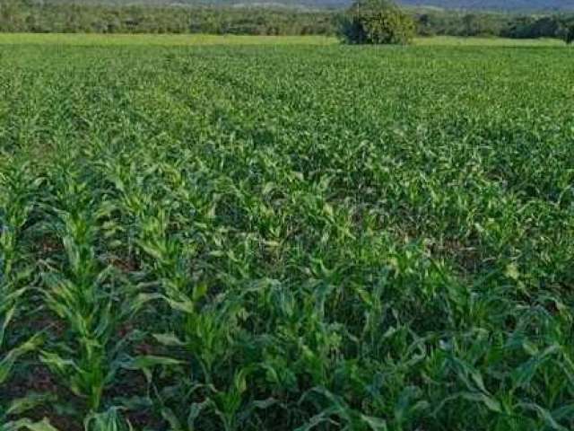 Fazenda Porteira fechada em Gurupi-To