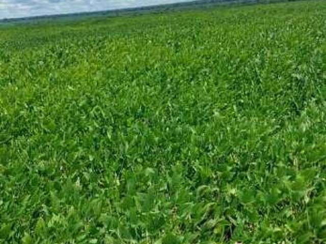 Fazenda pra Arrendamento região de Canarana/ Querencia