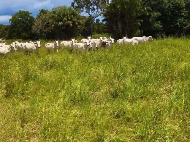 Fazenda extraordinária com 13 Lagos e Potencial para Criatório de Peixes em Cocalinho-MT