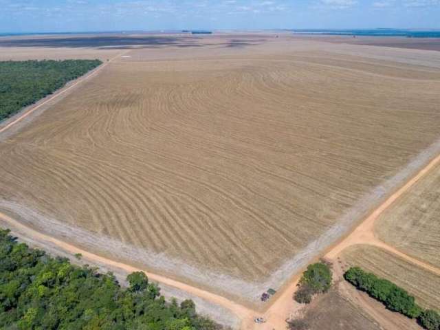 Fazenda Dupla Aptidão em Campo Novo do Parecis-MT!