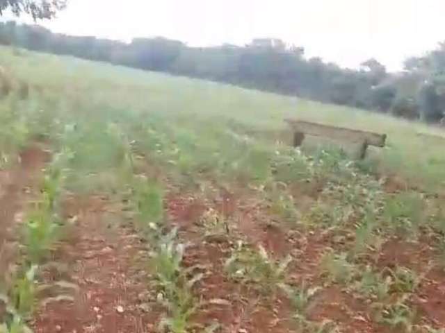 Fazenda à venda, ÁREA RURAL DE UBERLÂNDIA - Uberlândia/MG