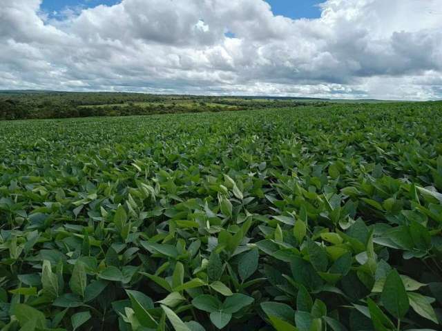 Fazenda à venda, ÁREA RURAL DE UBERLÂNDIA - Uberlândia/MG