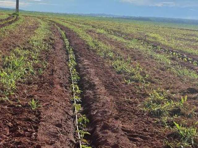 Fazenda à venda, ÁREA RURAL DE UBERLÂNDIA - Uberlândia/MG