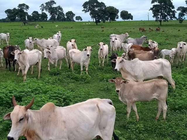 Fazenda à venda, Área rural de Quirinópolis - QUIRINOPOLIS/GO