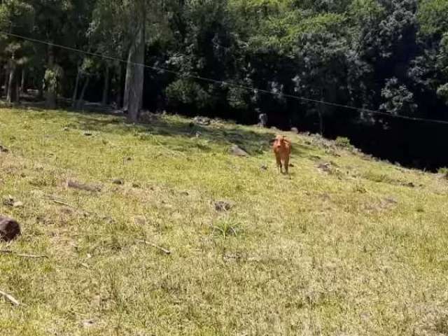 Sítio com linda casa em santo antônio da patrulha com 6 hectares