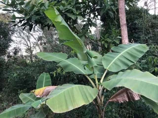 Sítio escriturado em santo antônio da patrulha com 4,5 hectares