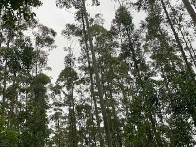 Sítio dos eucaliptos com bela lagoa e muita madeira em glorinha com 12 hectares