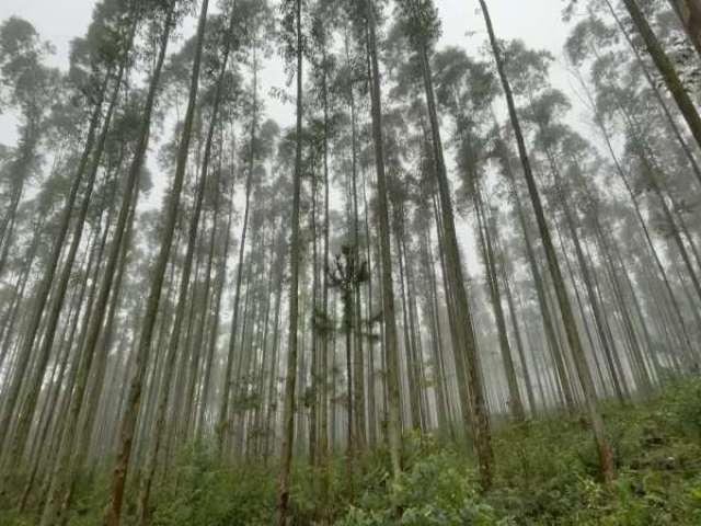 Fazenda com eucaliptos, escritura e vista para lagoa em osório com 75 hectares