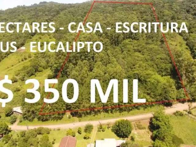 114062  chácara em igrejinha 3ha com casa, eucalipto e pínus,  próximo 1 km de cascata