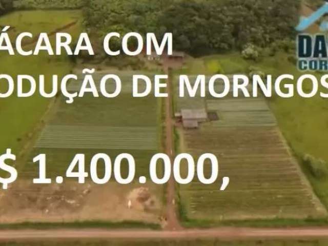 13910 - chacara com produção de morangos com casa, açude, vertente, bananal