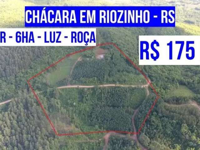 124673 chácara no riozinho rs 6ha roça luz terra fértil pomar e mato de acácia