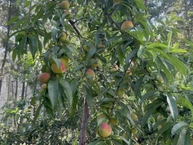 124673 chácara no riozinho rs 6ha roça luz terra fértil pomar e mato de acácia