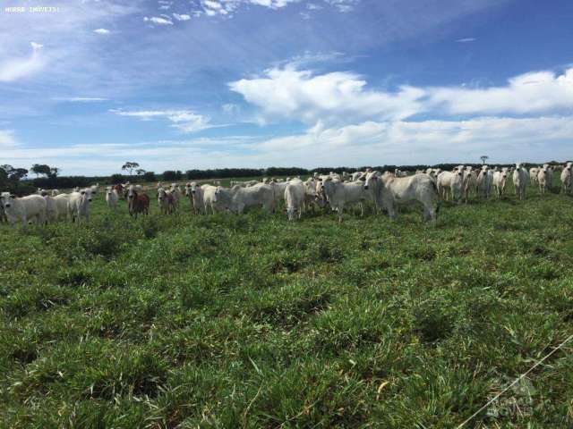 Fazenda para Venda em Pedras de Maria da Cruz, (Fazendinha)