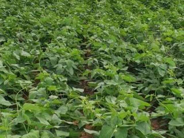 Fazenda para Venda em Baixa Grande do Ribeiro, 000