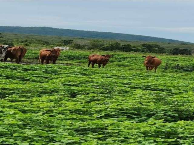 Fazenda com 1.043 alqueires dupla aptidão em são valério da natividade -to