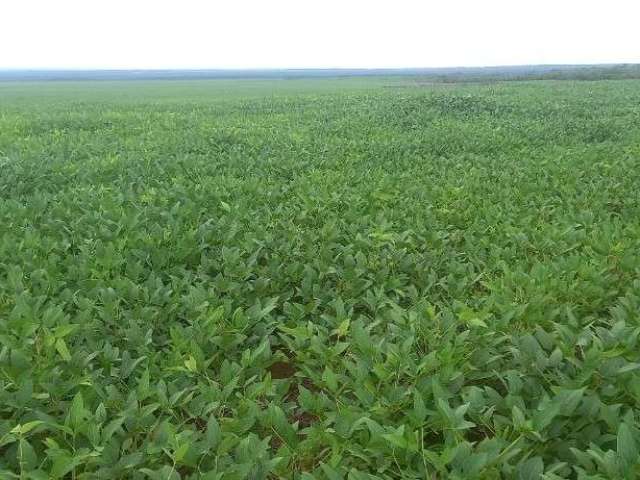 Fazenda para agricultura com 10.000 hectares em pedro afonso - to