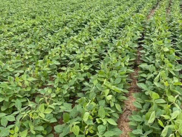 Fazenda com 207 hectares dupla aptidão no município de são roque de minas - mg