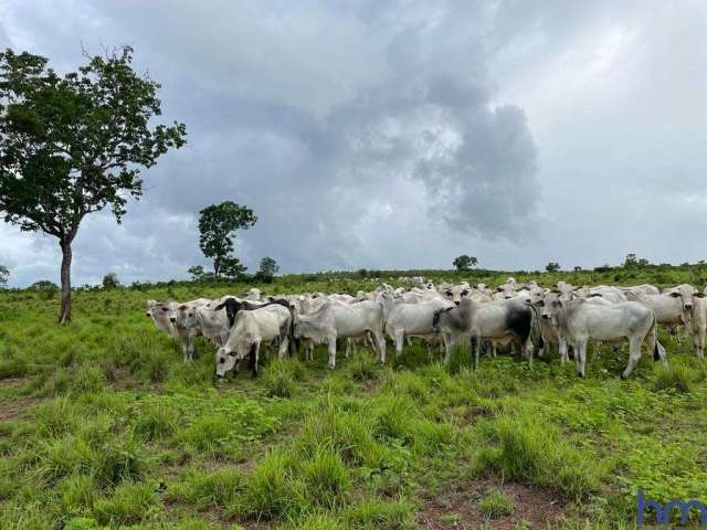 Fazenda 412 alqueires  montada para pecuária no município de cristalândia-to