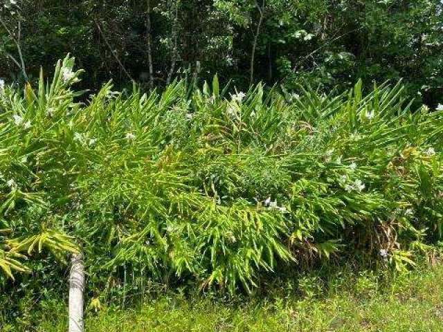 Terreno para Venda em Itanhaém, São Fernando