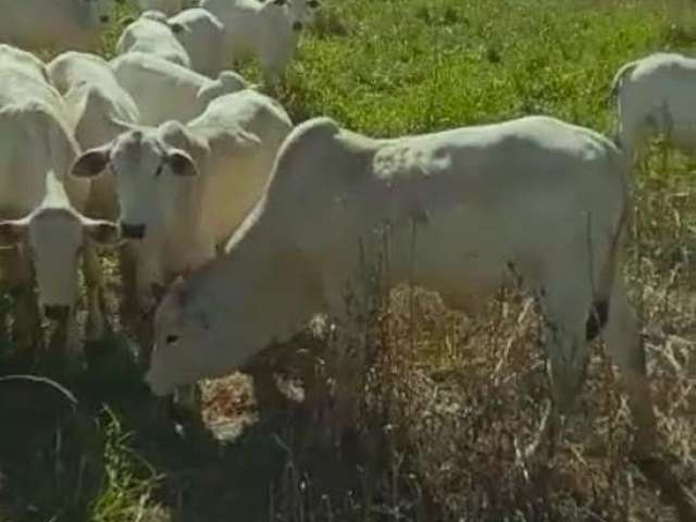 Fazenda / Sítios / Chácaras com 4 quartos à venda em Oliveira