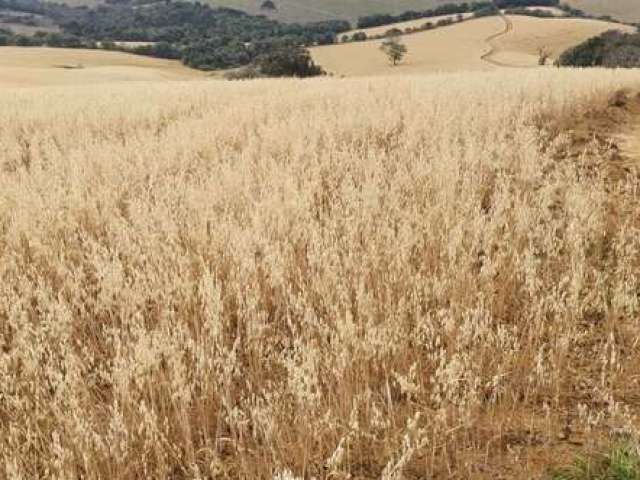 Fazenda / Sítios / Chácaras com 3 quartos à venda em Pouso Alegre