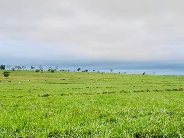 Fazenda dupla aptidão ótima localização em chapadão do sul/ms