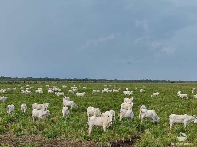 Fazenda excelente com ótima estrutura - miranda/ms