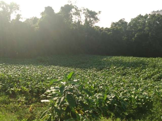 Fazenda com mata nativa em santa cruz do sul/rs